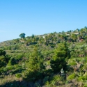 Vista al paisaje con palmeras